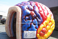 Inflatable Mega Brain Model Organs Exhibition Giant Human Big Brain Tent