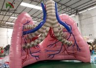 Et - Tıbbi Eğitim İçin Renkli Üfleme Simülasyonu Akciğer Modeli Organ Show Çadırı